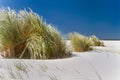 Marram grass on a beach Royalty Free Stock Photo