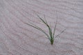 Marram grass at the beach Royalty Free Stock Photo