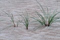 Marram grass / beachgrass at the beach Royalty Free Stock Photo