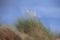 Marram grass in the dunes at the beach of Monster at the North Sea in the Netherlands.