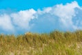 Marram grass dunes under blue sky, Sylt island scenery Royalty Free Stock Photo