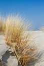 Marram grass in the dunes Royalty Free Stock Photo
