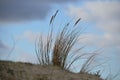 Marram Grass in Dutch coastal sand dunes