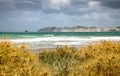 Marram Grass in flower on a sand dune at a beach in Gisborne, New Zealand