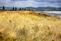 Marram Grass in flower on a sand dune at a beach in Gisborne, New Zealand