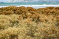 Marram Grass in flower on a sand dune at a beach in Gisborne, New Zealand