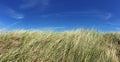 Marram grass