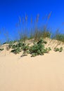 Marram Grass in sand-dune