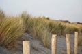 Marram grass, on sand dunes. Royalty Free Stock Photo