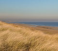 Marram grass on  a sandy beach Royalty Free Stock Photo