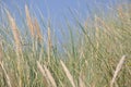 Marram grass at the seaside Royalty Free Stock Photo