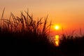 Marram Grass Silhouette at Sunset - Lake Michigan Royalty Free Stock Photo