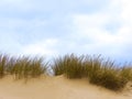 Marram grass on top of the sand dunes copy space Royalty Free Stock Photo