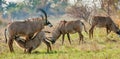 Marriage games of Roan antelope. Royalty Free Stock Photo