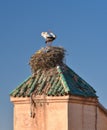 A pair of storks mating in a nest on the roof in Morocco Royalty Free Stock Photo