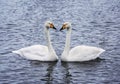 Married couple of adult swans