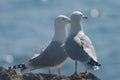 Married couple of sea gulls Royalty Free Stock Photo