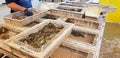 Marron fresh water crayfish farming processing western Australia