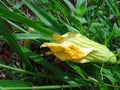 Marrow green - Yellow flower Royalty Free Stock Photo