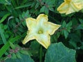 Marrow green - Yellow flower Royalty Free Stock Photo