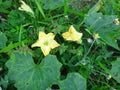 Marrow green - Yellow flower Royalty Free Stock Photo