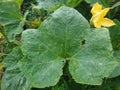 Marrow green - Yellow flower and leaf Royalty Free Stock Photo