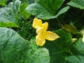 Marrow green - Yellow flower Royalty Free Stock Photo