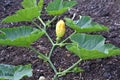 Marrow growing in a land Royalty Free Stock Photo