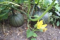 Marrow growing in a land Royalty Free Stock Photo