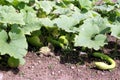 Marrow growing in a land Royalty Free Stock Photo