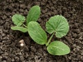 Marrow sprouts