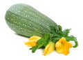 Marrow squash Royalty Free Stock Photo