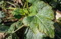 Powdery mildew on marrow leaf. Royalty Free Stock Photo