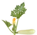 Marrow squash vegetable Royalty Free Stock Photo