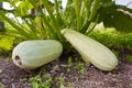 Marrow squash Royalty Free Stock Photo