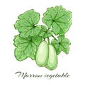 Marrow vegetables watercolor sketch