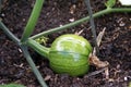 Marrow on a vine growing in a vegetable garden Royalty Free Stock Photo