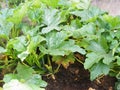 Marrow or zucchini bed, organic traditional plant of cuisine of Belarus