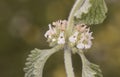 Marrubium vulgare white or common horehound ash green plant with small yellowish white flowers