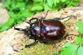 Mars elephant beetle