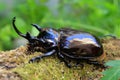 Mars elephant beetle