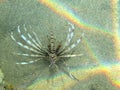 Marsa Alam Common lionfish near rainbow 1159 Royalty Free Stock Photo