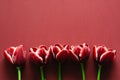 Marsala tulips