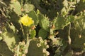 Marsaxlokk, Malta, August 2019. Beautiful yellow flower of a blossoming cactus. Royalty Free Stock Photo