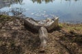 Marsh algae. Green models of algae on the water. Bog with organic pollution due to sewage. Water polluted by lake was covered wit Royalty Free Stock Photo