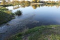 Marsh algae. Green models of algae on the water. Bog with organic pollution due to sewage. Water polluted by lake was covered wit Royalty Free Stock Photo