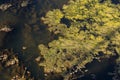 Marsh algae. Green models of algae on the water. Bog with organic pollution due to sewage. Water polluted by lake was covered wit Royalty Free Stock Photo