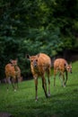 Marsh antelope in the grass of Sitatunga Royalty Free Stock Photo