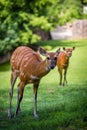 Marsh antelope in the grass of Sitatunga Royalty Free Stock Photo