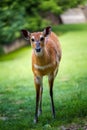 Marsh antelope in the grass of Sitatunga Royalty Free Stock Photo